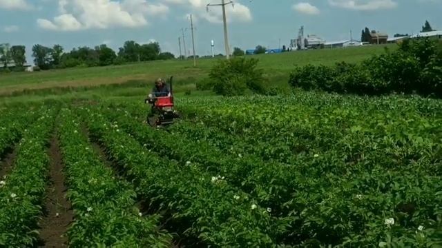 Такая технология поможет вам повысить урожай картофеля смотреть онлайн