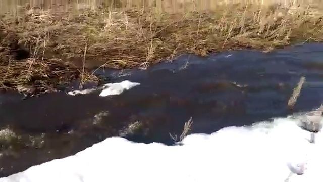 Подсолнухи ЛАЙФ - Видео блог. Весна пришла в Подсолнухи смотреть онлайн