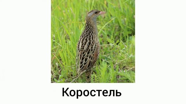 Исчезающие птицы Пермского края смотреть онлайн