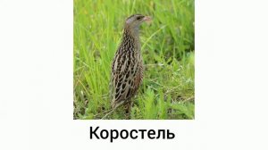 Исчезающие птицы Пермского края
