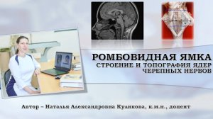 Ромбовидная ямка - строение и топография ядер черепных нервов.