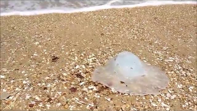 Медузы в Средиземном море смотреть онлайн