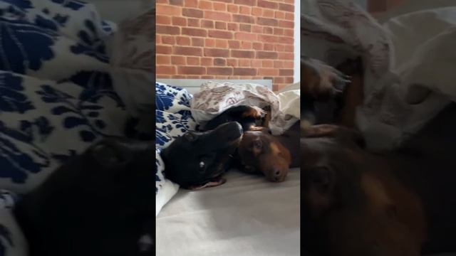 Когда замёрзли после долгой прогулки, соня и ева, таксы. смотреть онлайн