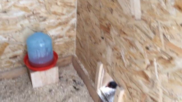 Строительство курятника из СИП панелей в г.Альметьевск