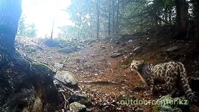 Снежный барс попал на фотоловушку в горах Джунгарского Алатау смотреть онлайн