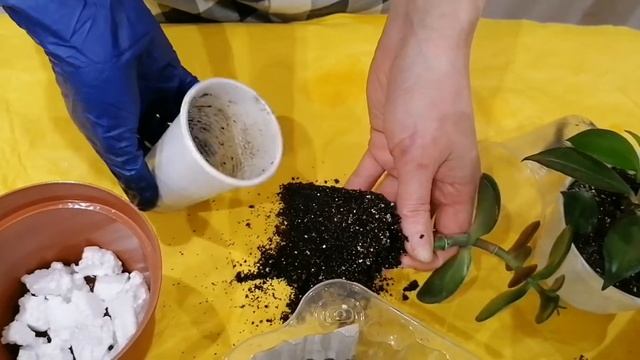 Пересадка денежного дерева .Денежное дерево считается символом финансовой успешности. смотреть онлайн