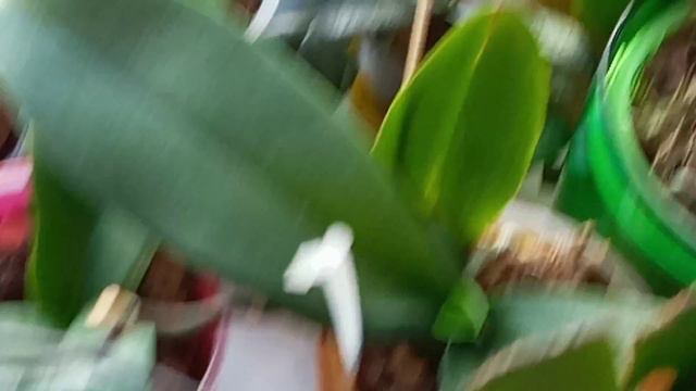 Дикий кот 🐱 деточка, жизнь продолжается !!! смотреть онлайн