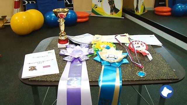 Собачья школа с Нюшей 21 выпуск смотреть онлайн