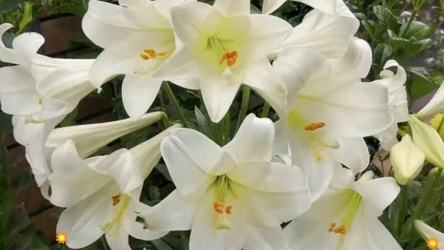 Лилия (White Amstel). Краткий обзор: Лилия описание характеристик, где купить луковицы смотреть онлайн