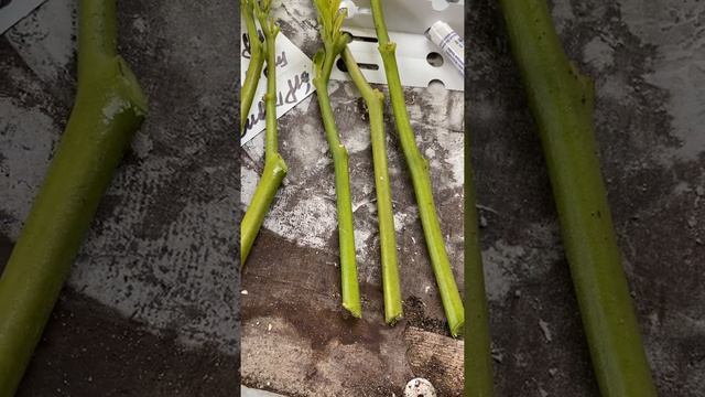 Stiklinger af Brugmansia смотреть онлайн