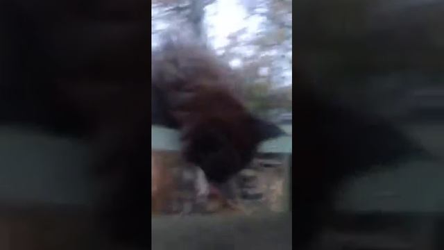 МейнКун девочка окрас черный дым смотреть онлайн