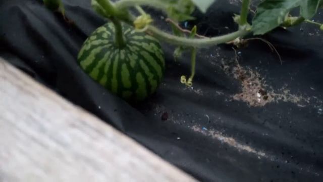 Обзор парника под арбузы и дыни смотреть онлайн
