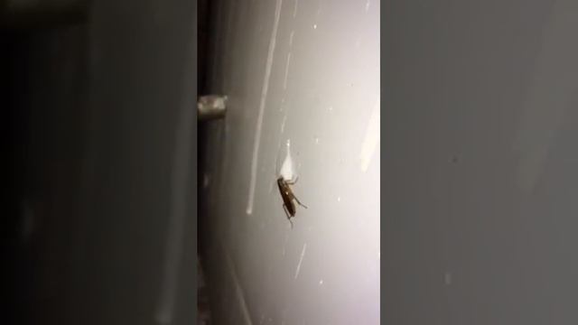 Эффективное и безопасное средство для борьбы с насекомыми (тараканы, прусаки, муравьи) Maxforce IC. смотреть онлайн