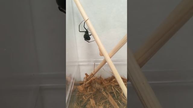 Latrodectus Mactans Laying Eggs: Mishap смотреть онлайн