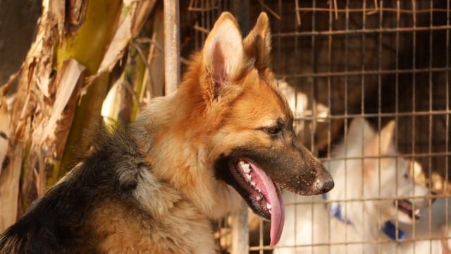 Why Do German Shepherds Whine? Unravelling the Mystery Behind смотреть онлайн