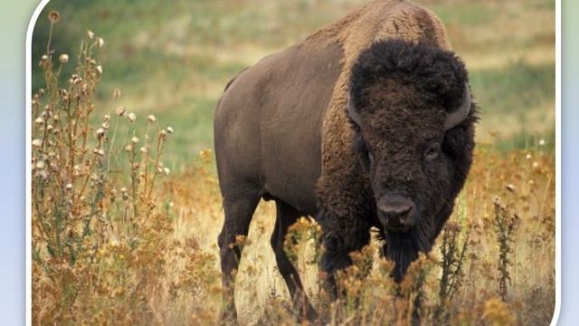 География, 7 класс: Природные зоны Северной Америки смотреть онлайн