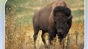 География, 7 класс: Природные зоны Северной Америки