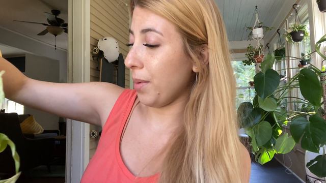 My favorite leaves in my houseplant collection 🌿 смотреть онлайн