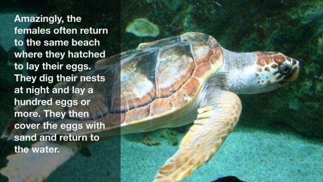 TOP10 Facts About Loggerhead Turtles смотреть онлайн