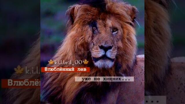 Влюблённый лев Уже не хищник.. смотреть онлайн