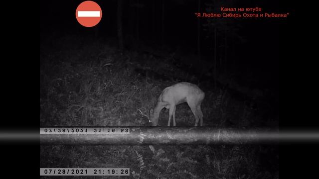 ТИХАЯ ОХОТА НА КОСУЛЮ СТАРЫЙ ДРУГ QUIET ROE DEER HUNTING OLD FRIEND смотреть онлайн