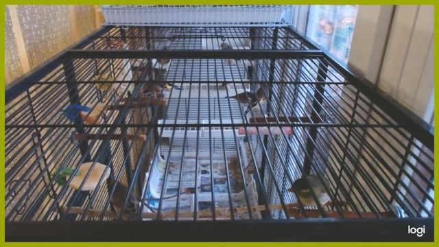 Красношапочные Вьюрки Red Backed Finches