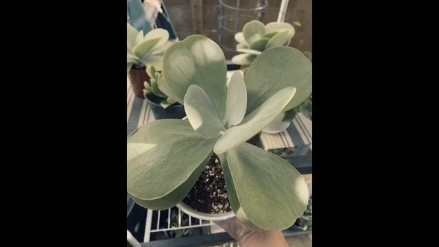 Kalanchoe plant. Identify Luciae, Thyrsiflora and Tetraphylla смотреть онлайн