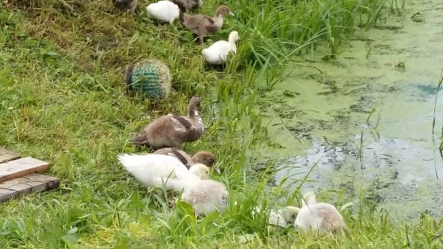 Индоутята и цыплята Мастер Грей на свободном выгуле смотреть онлайн