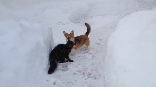 Собака загоняет кота домой или зимний джаз смотреть онлайн