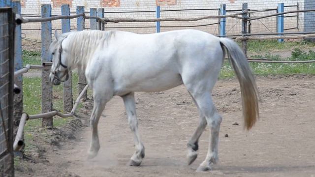 Лотос\Термин\Локация\ 2000 г.р р.в. Чесменском к\з смотреть онлайн