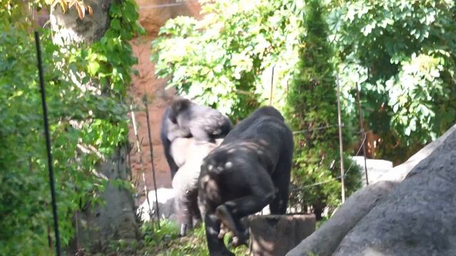 Komomo and Riki trying to kidnap baby gorilla Sumomo from Momoka | Gorilla Haoko Family смотреть онлайн