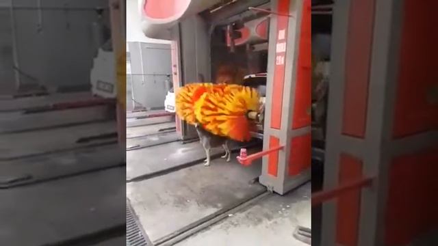 Приколы #ржака# собака моется на автомойке смотреть онлайн