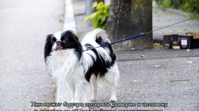 Японский хин (собака): описание породы, характер смотреть онлайн