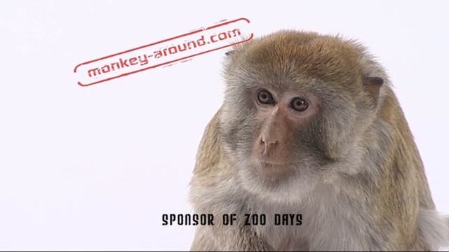 Monkey Around - Zoo Hospital Bumper - Wow смотреть онлайн