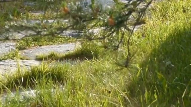 Смелые суслики едят с рук смотреть онлайн