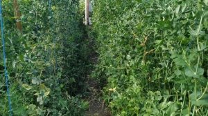 Подвожу итоги.Горох в теплице.