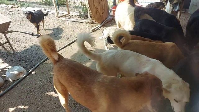 Нам, опять, подарила сухой корм, Наталья. Собаки счастливы! смотреть онлайн