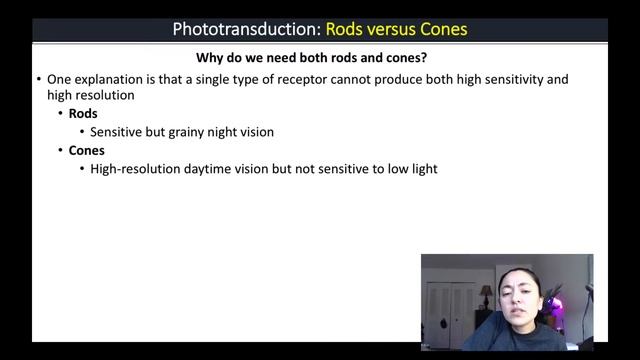 Physiology of the Eye Lecture смотреть онлайн