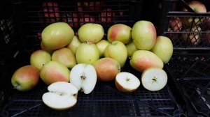 Яблоня Кандиль Синап