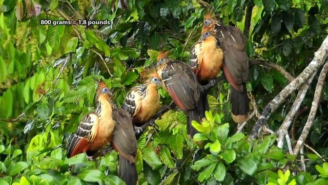 Hoatzin facts more dinosaurs than you think Animal Files Full HD смотреть онлайн