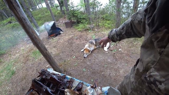 Поездка в лес на 7 дней.Рыбалка.Копчение рыбы.Ночёвка на ближнем кордоне.Часть 3 смотреть онлайн