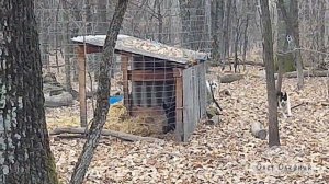 Притравка лаек по кабану