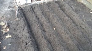 ПОСАДКА ЛУКА В ГРЕБНИ