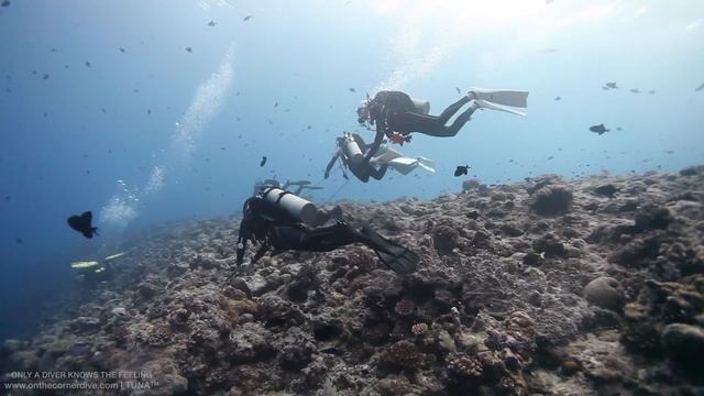 PALAU Diving Travel Video - A Glance of Heaven смотреть онлайн