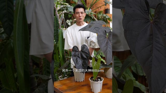 身世成谜的女王之心 Anthurium Queen Of Hearts「特殊物种010」