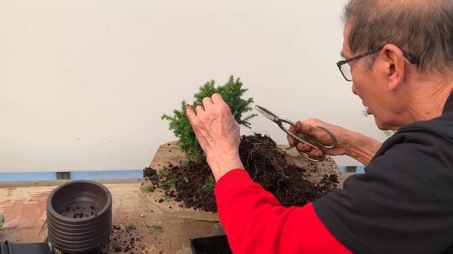 DIY Cryptomeria Bonsai смотреть онлайн