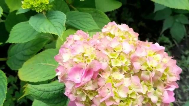 ШАМПИНЬОНЫ НА МАНГАЛЕ В ДВУХ РЕЦЕПТАХ // МUSHROOMS ON THE GRILL IN TWO RECIPES / ENG SUB смотреть онлайн