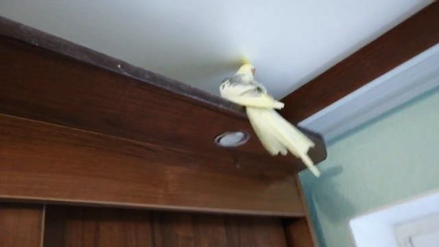 Попугай корелла. Яша летает по кругу смотреть онлайн