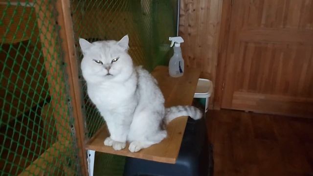 2016 12 06 Котик серебристая шиншилла! Бася!) смотреть онлайн