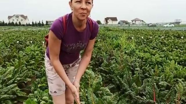 МАНГОЛЬД, или листовая свекла смотреть онлайн